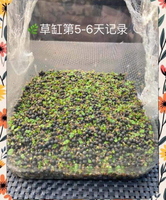 水草种子正确种植方法：从选种到成活的完整指南