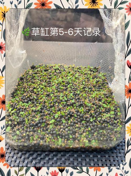 水草种子正确种植方法:从选种到成活的完整指南 水草种子正确种植方法:从选种到成活的完整指南