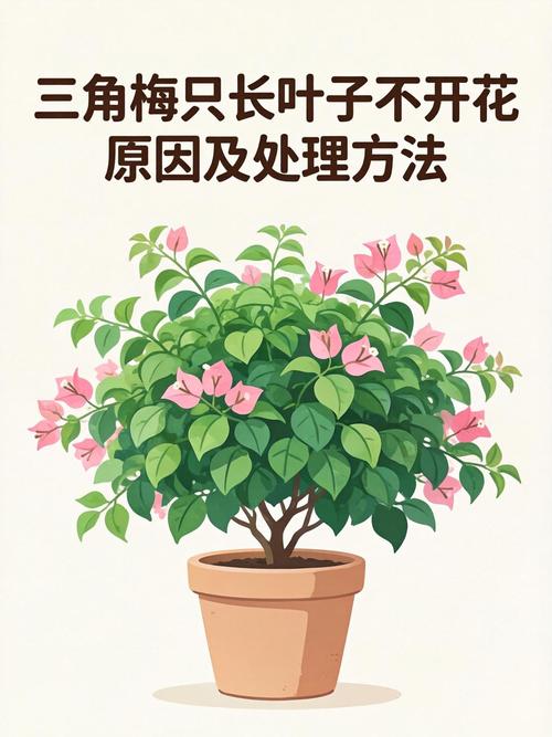 三角梅不开花怎么办?5大原因及解决方案 总结