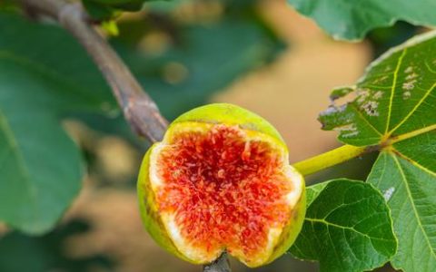无花果的花是什么样子？揭秘桑科榕属的隐头花序