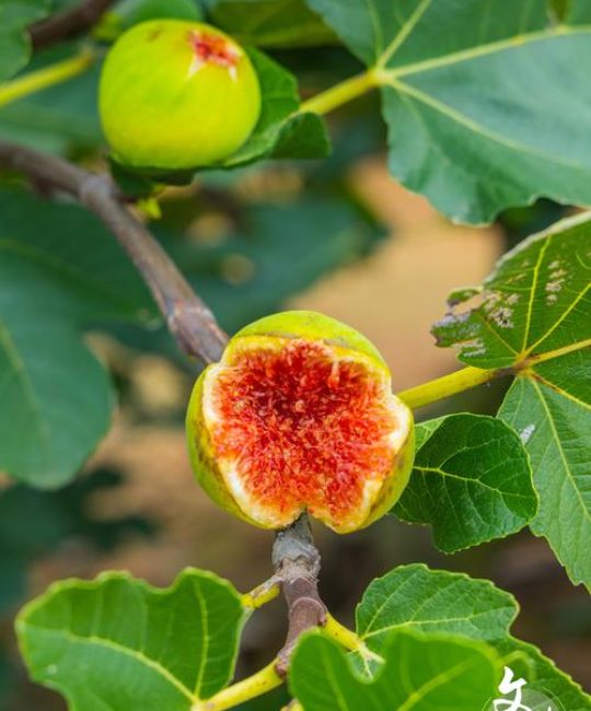 无花果的花是什么样子？揭秘桑科榕属的隐头花序