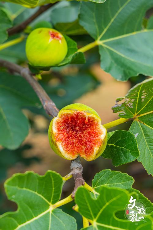 无花果的花是什么样子？揭秘桑科榕属的隐头花序