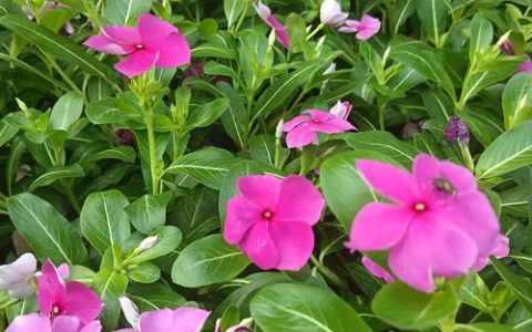 长春花俗称叫什么？四时春与日日新全面解析