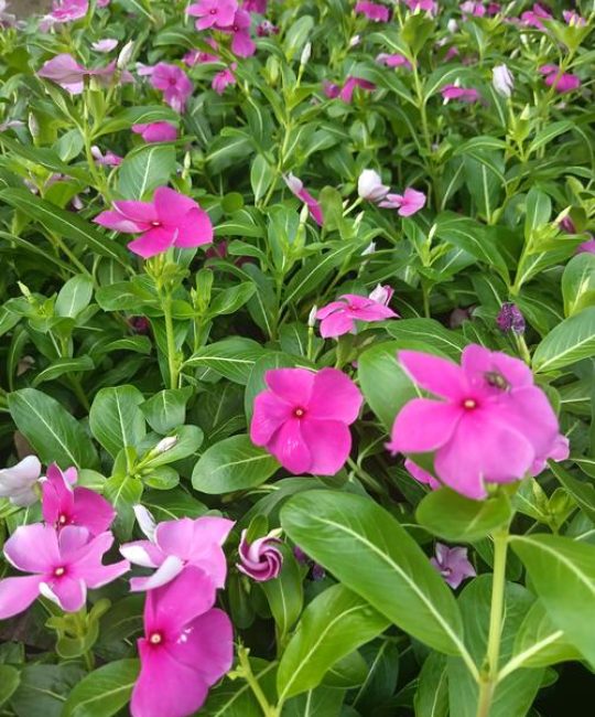 长春花俗称叫什么？四时春与日日新全面解析