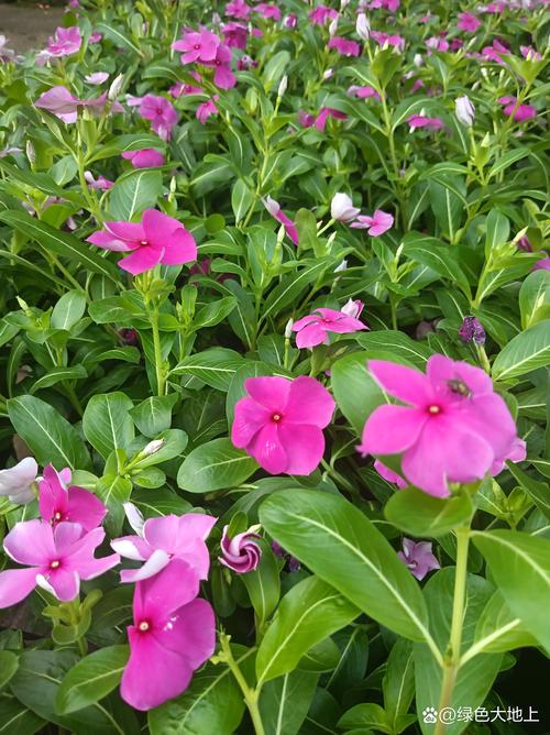 长春花俗称叫什么?四时春与日日新全面解析 长春花俗称叫什么?四时春与日日新全面解析