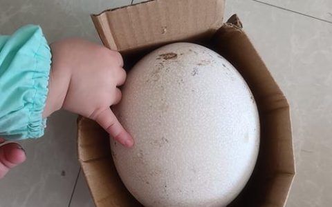 鸵鸟一年产蛋多少枚？养殖技术与经济效益深度解析