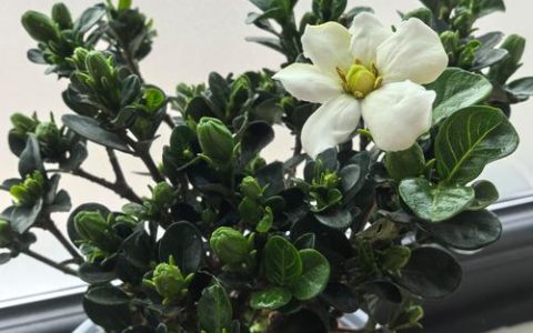 达摩栀子花与普通栀子花区别对比：如何选择适合你的室内盆栽？