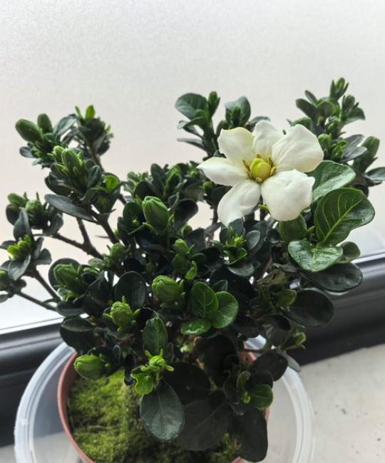 达摩栀子花与普通栀子花区别对比：如何选择适合你的室内盆栽？