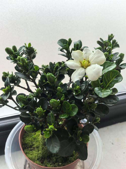 达摩栀子花与普通栀子花区别对比：如何选择适合你的室内盆栽？