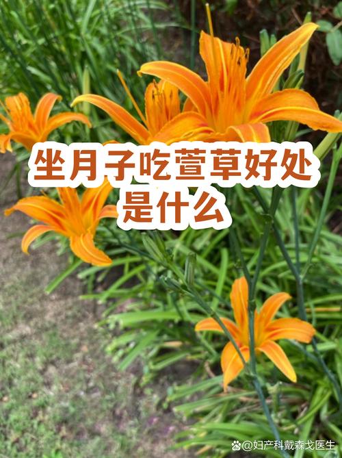 3. 药用常识：传统功效与成分