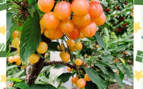 黄蜜大樱桃品种介绍：成熟早、口感甜、耐储运的优质樱桃品种