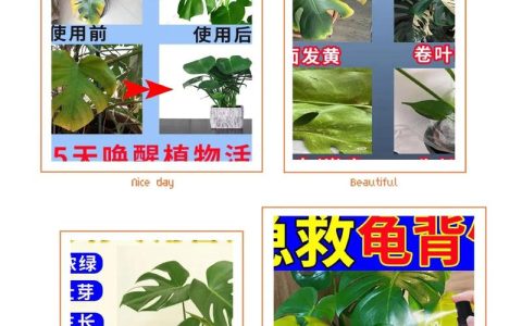 龟背竹施肥用什么肥料好？家庭养护指南：水肥管理全攻略