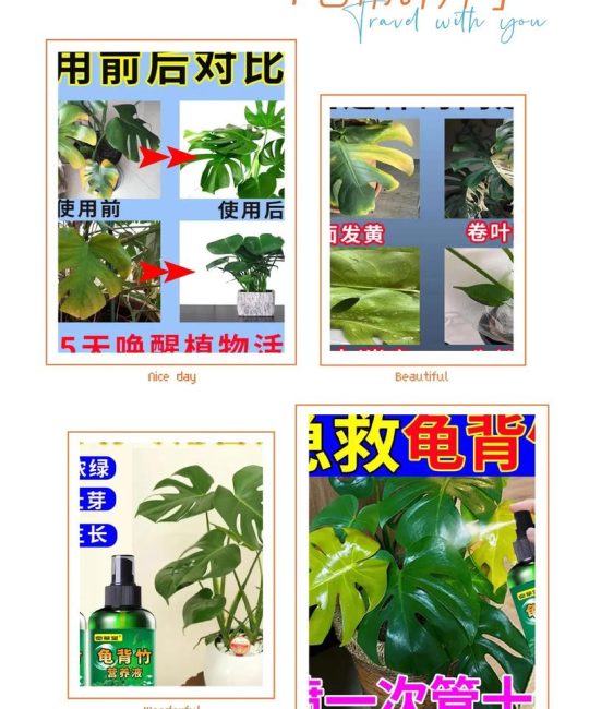 龟背竹施肥用什么肥料好？家庭养护指南：水肥管理全攻略