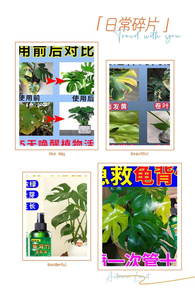 龟背竹施肥用什么肥料好?家庭养护指南:水肥管理全攻略 龟背竹施肥用什么肥料好?家庭养护指南:水肥管理全攻略