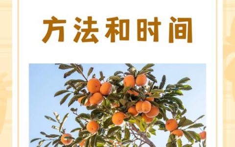柿子嫁接方法最佳时间与操作全攻略