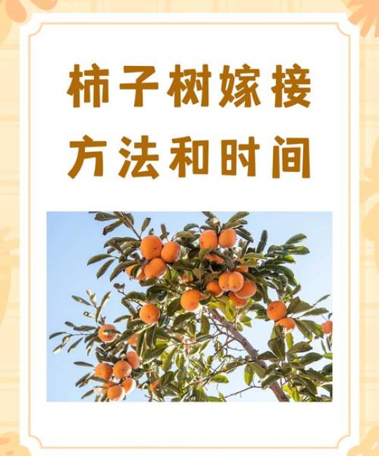柿子嫁接方法最佳时间与操作全攻略