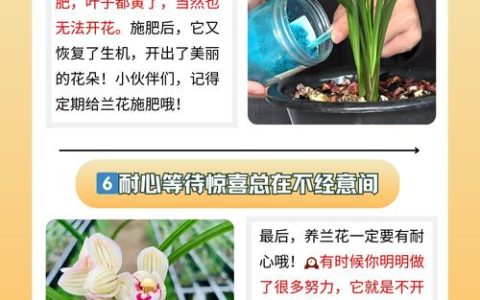 兰花什么时候开花？不同品种花期时间及促花技巧