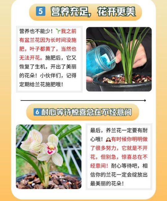 兰花什么时候开花？不同品种花期时间及促花技巧