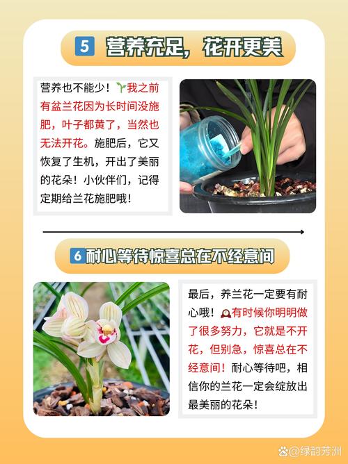 兰花什么时候开花?不同品种花期时间及促花技巧 兰花什么时候开花?不同品种花期时间及促花技巧