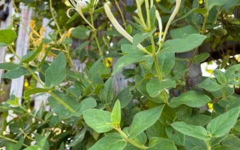 忍冬花和金银花的区别：是同一种植物还是不同品种？