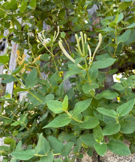 忍冬花和金银花的区别：是同一种植物还是不同品种？