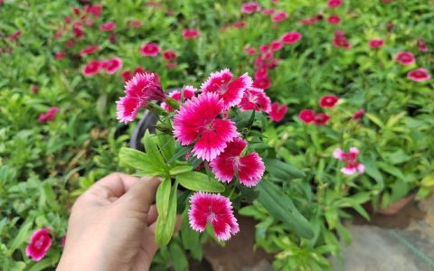 五彩石竹几月份播种最好？家庭地栽全流程种植指南