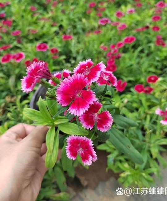 五彩石竹几月份播种最好？家庭地栽全流程种植指南