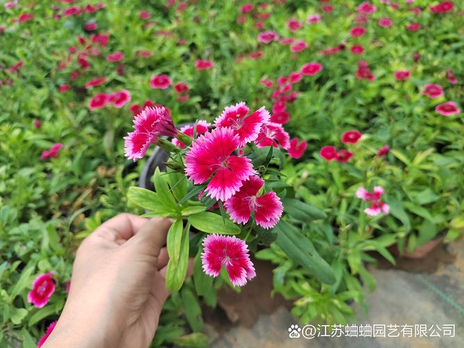 五彩石竹几月份播种最好?家庭地栽全流程种植指南 五彩石竹几月份播种最好?家庭地栽全流程种植指南