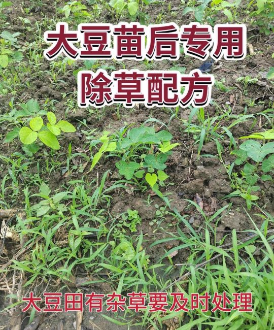 大豆苗后除草剂用什么好？专业配方与安全指南