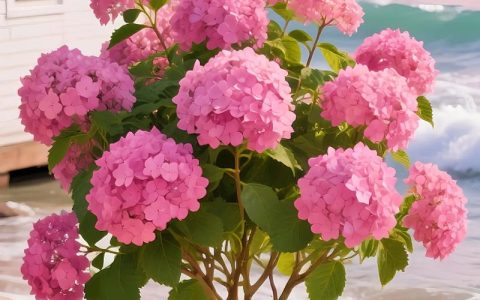 无尽夏绣球花品种详解：花色多变、花期超长，家庭盆栽与地栽全指南