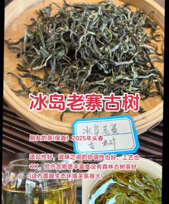冰岛古树茶是什么茶