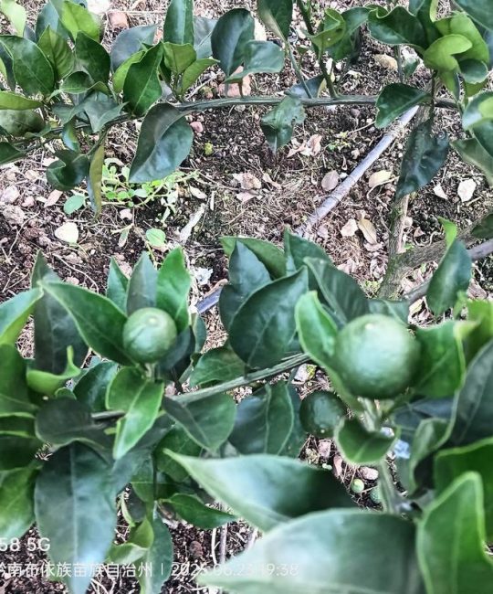 明日见柑橘又叫什么？品种特点、种植指南及2026年市场分析