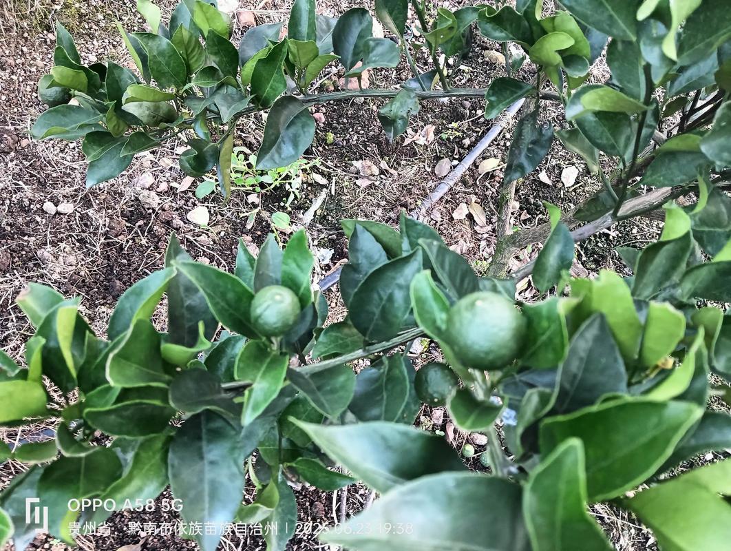 明日见柑橘又叫什么?品种特点、种植指南及2026年市场分析 明日见柑橘又叫什么?品种特点、种植指南及2026年市场分析