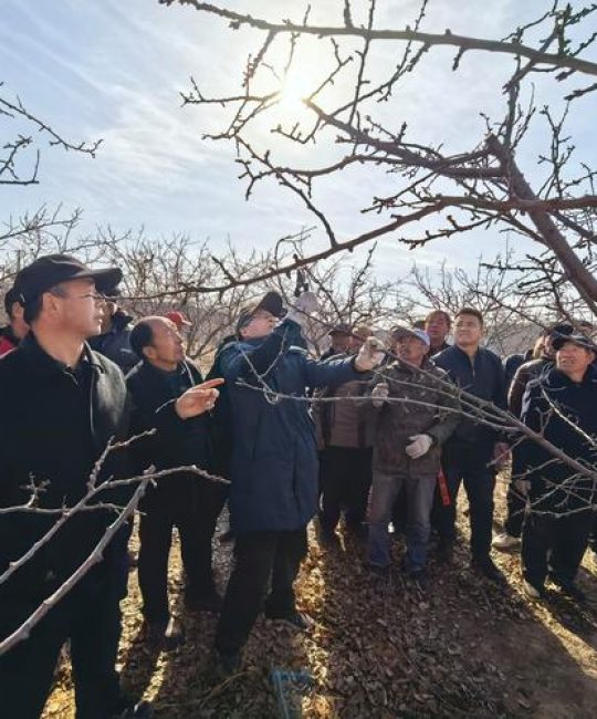 杏树打药最佳时间表与病虫害防治全攻略