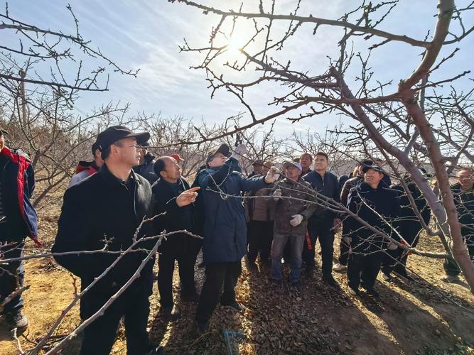 杏树打药最佳时间表与病虫害防治全攻略