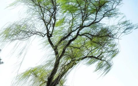 柳树和垂柳的区别：从形态到种植的全面解析