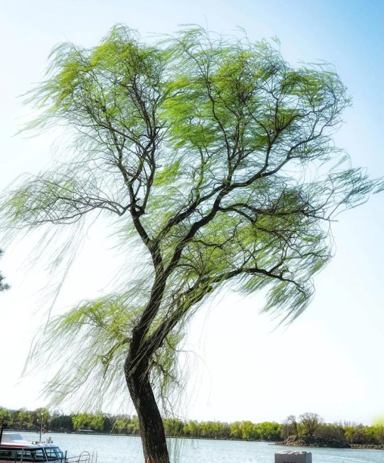 柳树和垂柳的区别：从形态到种植的全面解析