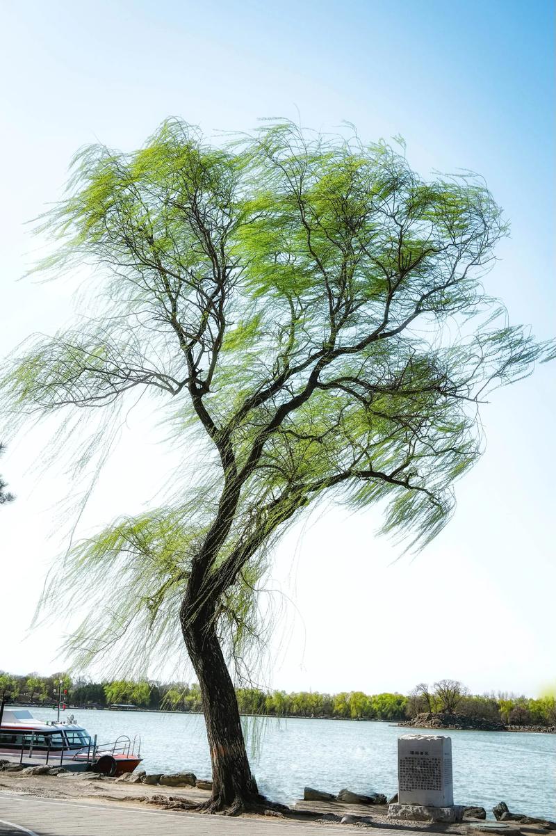 柳树和垂柳的区别:从形态到种植的全面解析 柳树和垂柳的区别:从形态到种植的全面解析