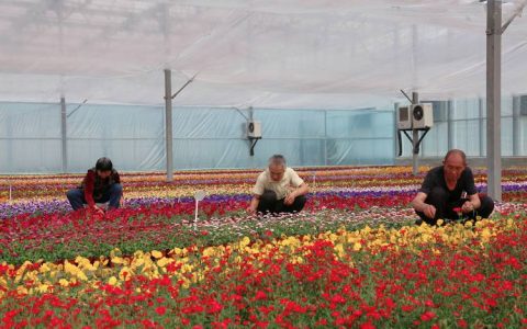 新余花卉批发基地采购指南：如何识别优质供应商与规避风险