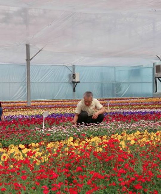 新余花卉批发基地采购指南：如何识别优质供应商与规避风险
