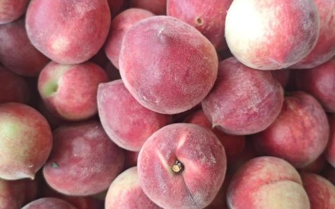 中桃13号毛桃品种介绍：早熟高产优质桃树品种详解