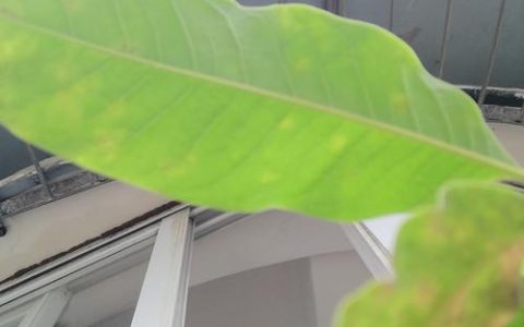 白兰花叶子发黄是什么原因？专家级诊断与防治指南