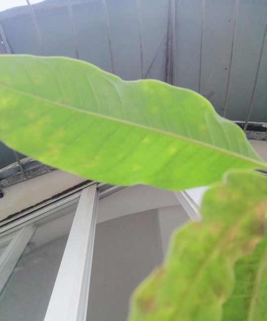 白兰花叶子发黄是什么原因？专家级诊断与防治指南