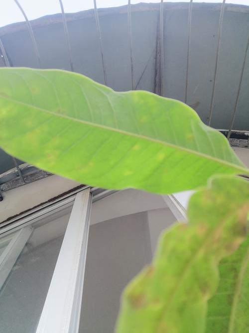 白兰花叶子发黄是什么原因？专家级诊断与防治指南