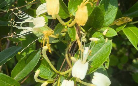 金银花哪里产地最好最正宗？封丘金银花是公认的“花中之王”产地