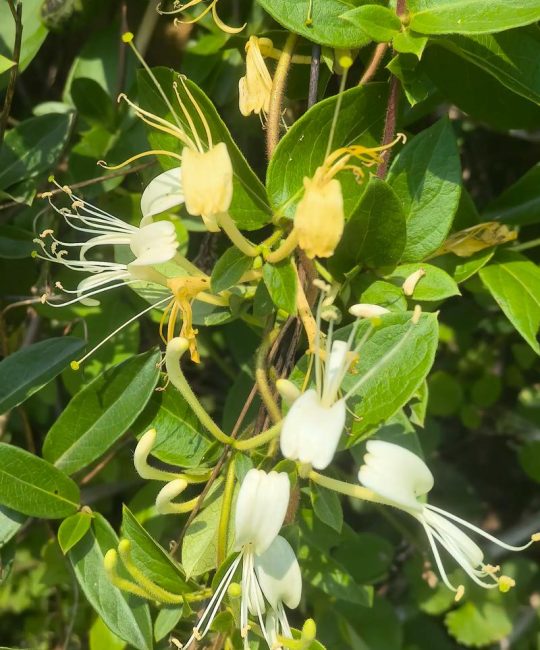 金银花哪里产地最好最正宗？封丘金银花是公认的“花中之王”产地