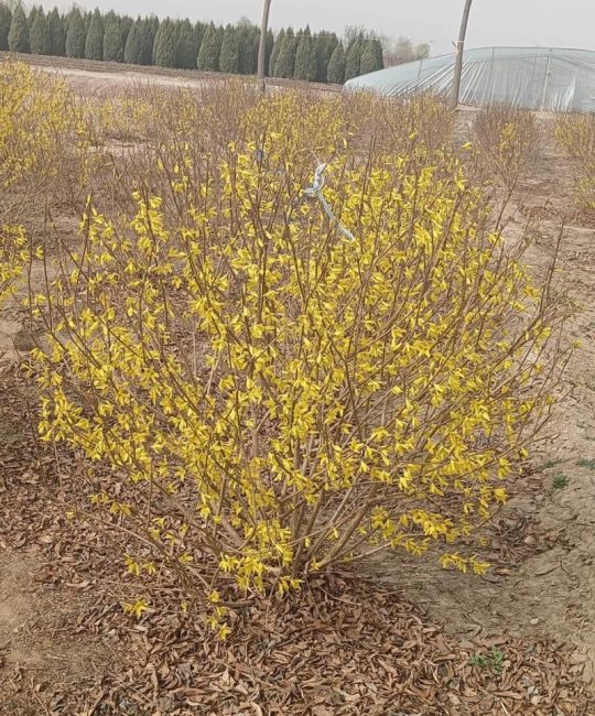 连翘与迎春花有什么区别？从茎叶到花期的全面对比指南