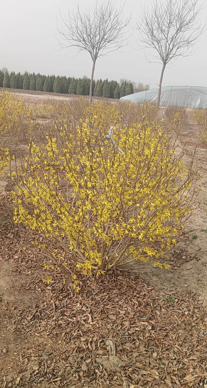 连翘与迎春花有什么区别？从茎叶到花期的全面对比指南