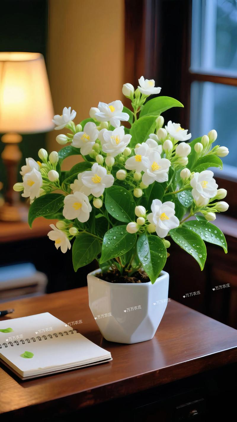 茉莉花适合在家里养吗?室内养护指南与注意事项 茉莉花适合在家里养吗?室内养护指南与注意事项