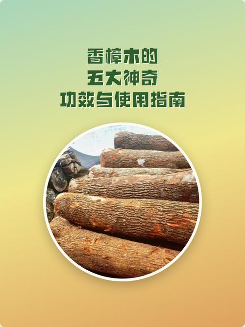 香樟树的功效与用途:药用、食用与安全指南 药用常识:根皮、叶与果实的传统用途